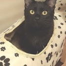 誰にも懐っこい艶々黒猫「去勢頑張ったよ！」愛護センターからの保護猫です