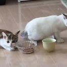 兄妹猫の里親募集です