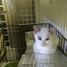 兄妹猫の里親募集です - 浦添市