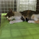 兄妹猫の里親募集です - 猫