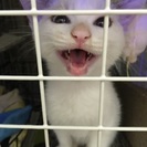 兄妹猫の里親募集です − 沖縄県