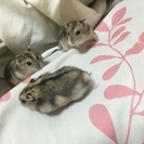 ジャンガリアン ノーマル ♀ − 愛知県