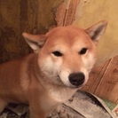 柴犬オス1歳