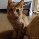 茶トラっ子、ショーくんです。