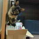 縞サビ猫のワサビちゃん(仮名)の里親さんになってください。