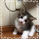 2か月の子猫