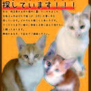 【生後2か月】　白茶オス　【急募】