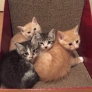 猫ボランティアのメンバーさん募集