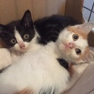 猫ボランティアのメンバーさん募集 - 羽村市