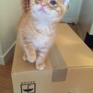 猫ボランティアのメンバーさん募集 - ボランティア