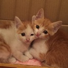 猫ボランティアのメンバーさん募集 − 東京都