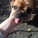 MIX犬🐶パグ×シーズー×チワワ - 座間市
