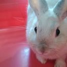ミニうさぎ