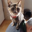 三ヶ月子猫のモミちゃんです。