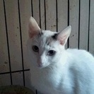 ありがとうございます決まりました。ブルーの瞳ゴロゴロベタベタのシ...