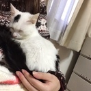 2ヵ月半、白黒女の子の里親さん募集 - 猫