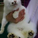 素敵な里親さま決まりました‼ありがとうございました。 人間大好き...
