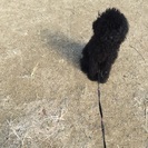 ちょっと大きめプードル