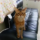ソマリ　男の子　受付終了致します。ありがとうございました。