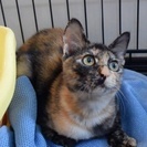 サビ猫ちゃんの里親さん募集