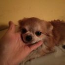 チワワオス3歳 - 犬