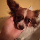 パピヨンオス2歳 急募！