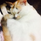 至急！お願いします 三毛の子猫