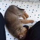 里親を探してます。