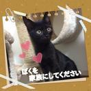 2ヵ月のやんちゃで元気いっぱいなゴロゴロ甘ったれジジ♥