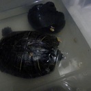 カメ、金魚もらってください