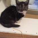 脱力系可愛い猫ちゃん