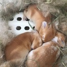 ネザーランドドワーフ3羽里親さん募集