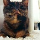 お目めぱっちりサビちゃん