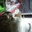 （急募）この子の里親になってくださる方探しています！