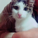 ふわふわ美人猫さん
