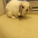 ホーランドロップ（女）里親募集します。