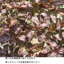 ポタジェ　家庭菜園仲間　大集合～ - その他