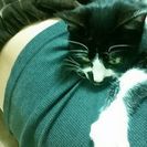 おヒゲの靴下鍵短尻尾のオスの子猫 − 大分県