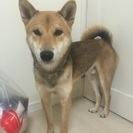 1歳になったばっかの柴犬
