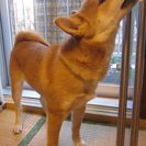 ５か月の柴犬（女の子）