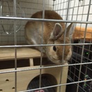 うさぎ譲ります