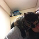 4歳の雑種猫です