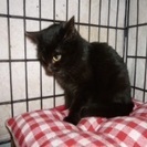 美人黒猫ちゃん − 東京都
