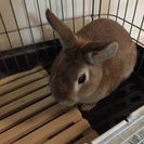 ミニウサギ