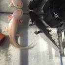 ウーパールーパー ブラック リューシュの画像