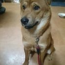 9ヶ月ミックス犬(女の子)の里親になってください。室内飼育希望