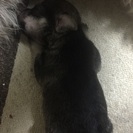 里親募集しておりますm(__)m - 犬