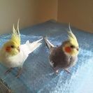 可愛いオカメインコさしあげます。