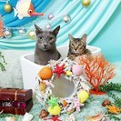 もうすぐ３歳のロシアンブルー（オス）と８ヶ月のMIX（オス）