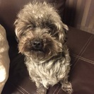 人好き、犬好きの可愛いヨープーです